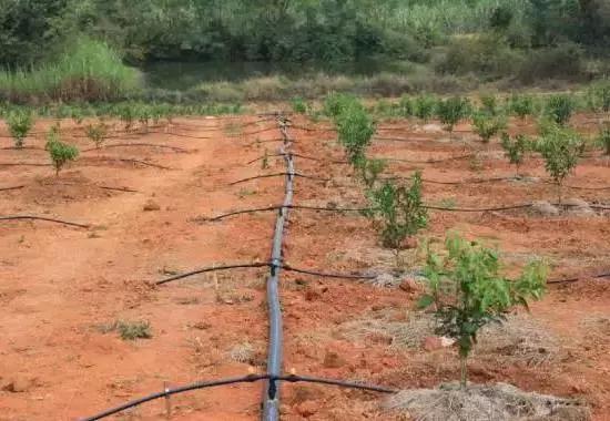 柑橘果树的管理技术,柑橘幼树管理最佳方法