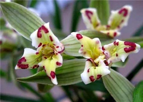 最便宜的兰花多少钱一株啊,为什么有的兰花卖到几十万一棵