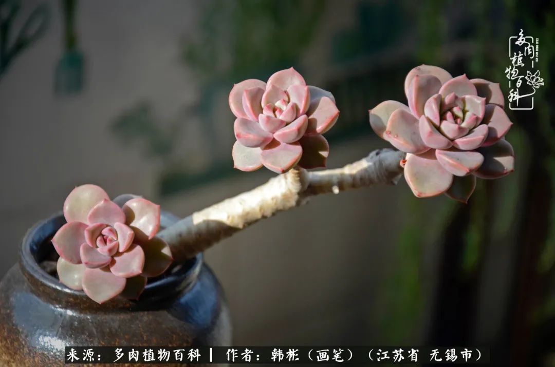 听音乐赏多肉,听音乐赏花赏美景