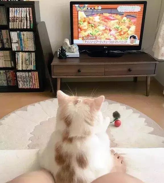 主人们不在家猫咪是怎么生活的,猫咪主人不在时猫咪有什么表现