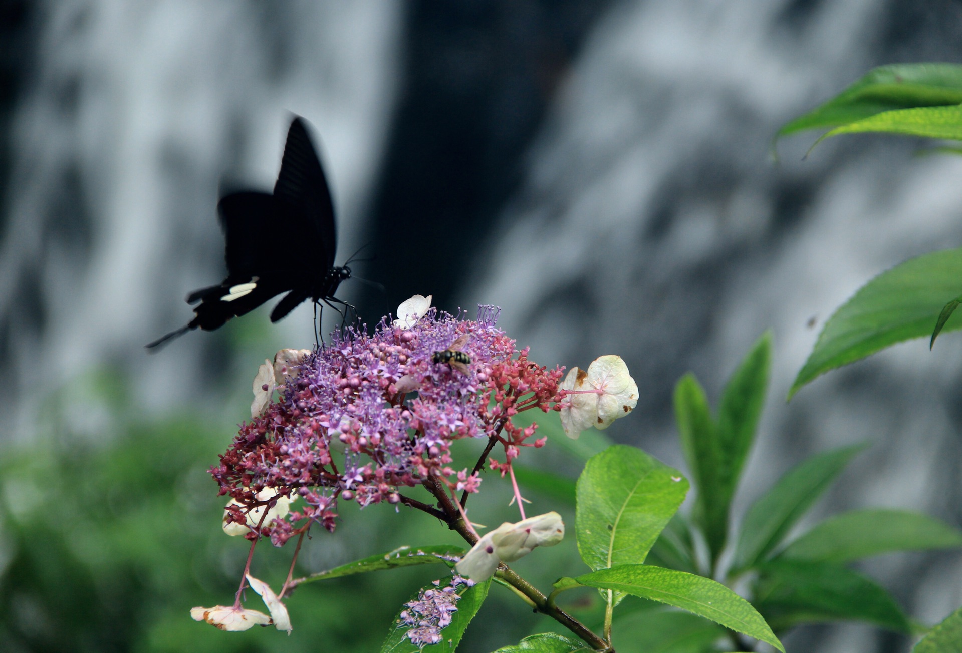清江画廊800里清江美如画,清江画廊到底有多美