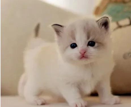 如果不给猫咪做绝育会怎么样,如果不给母猫绝育会生多少