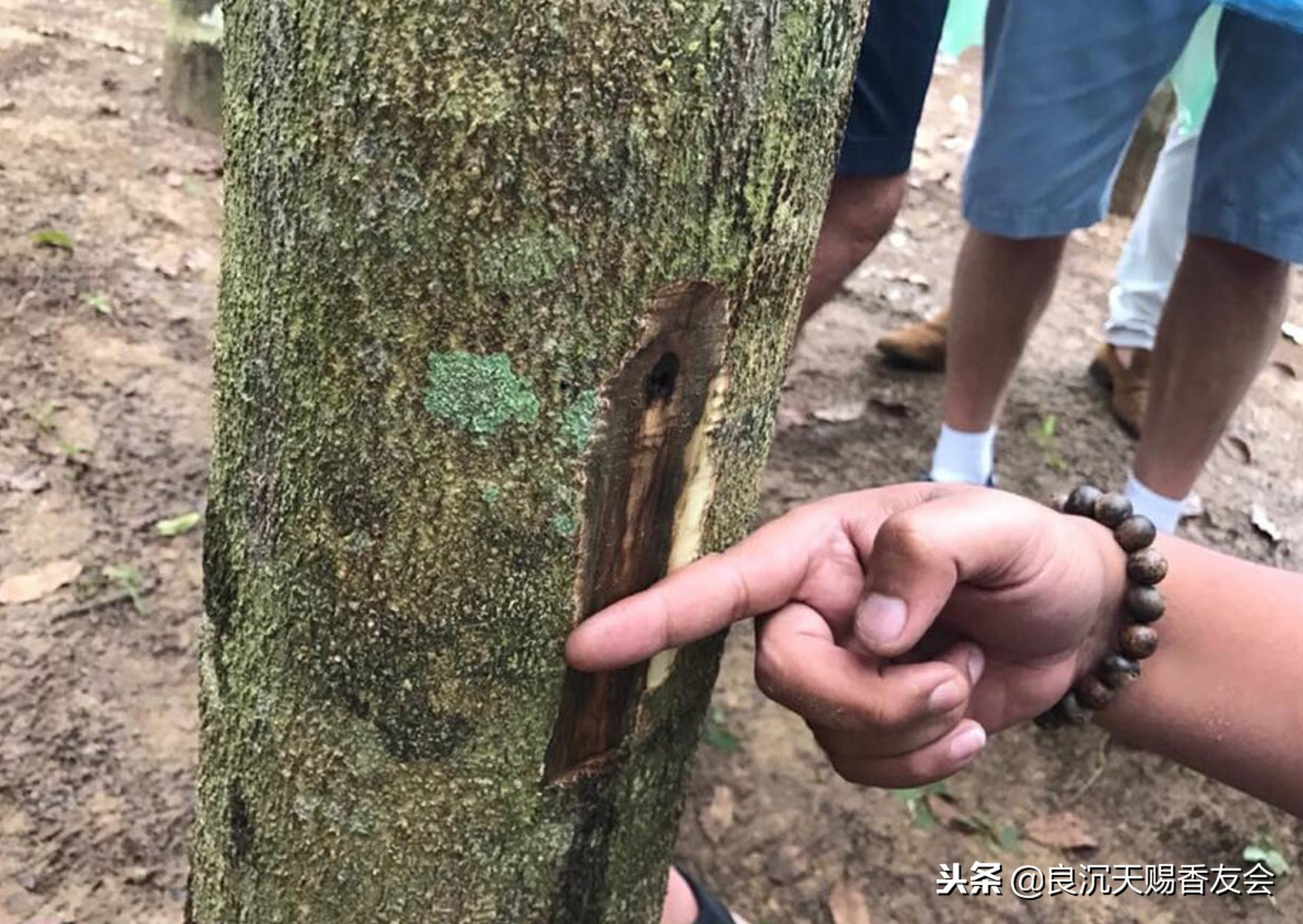 全球珍贵沉香木有哪些,购买真正的沉香