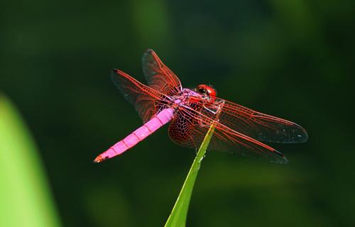 月亮湖的往事视频,月亮湖的往事全集