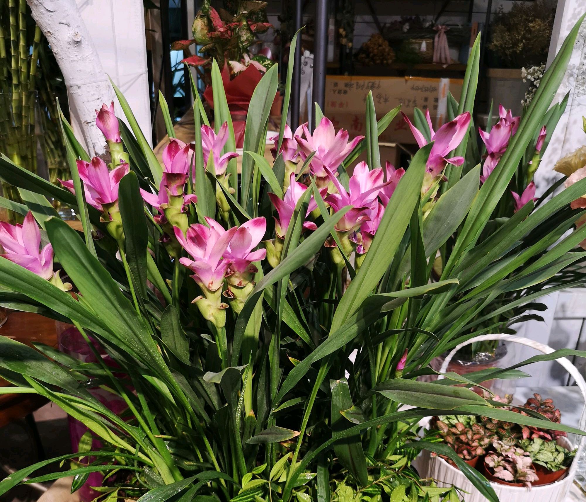 姜荷花叶子枯萎了怎么办,姜荷花换盆以后叶子变黄