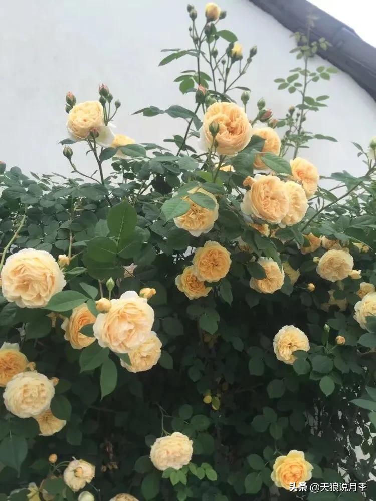 花友家的春花都开爆爆爆了，快来云赏花！（上）