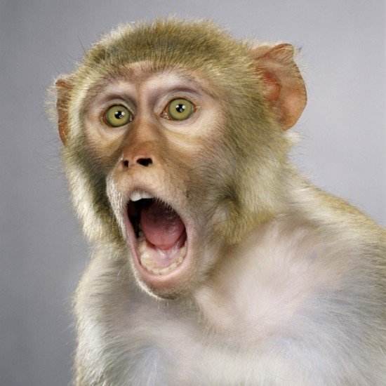 被猴子咬了需要打疫苗吗,被猴子咬要打狂犬疫苗吗