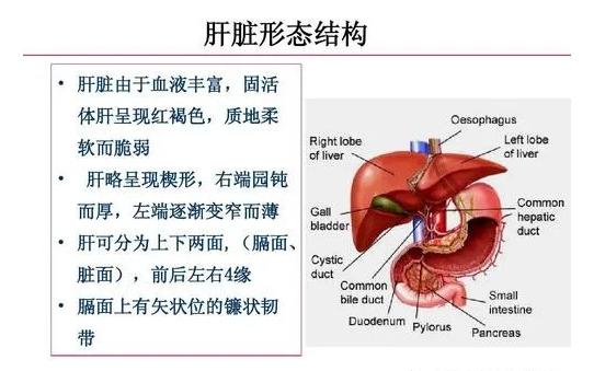 肝占位性的病变多考虑ca什么意思,科普肝血管瘤