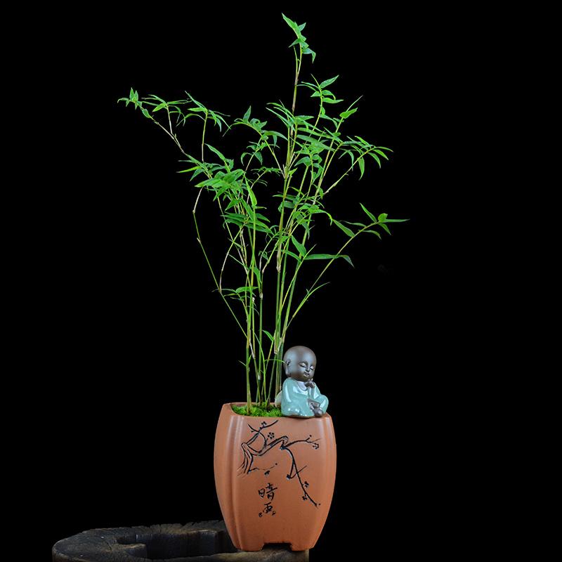 没有院子养不活的植物,既能放盆里又好养的竹子