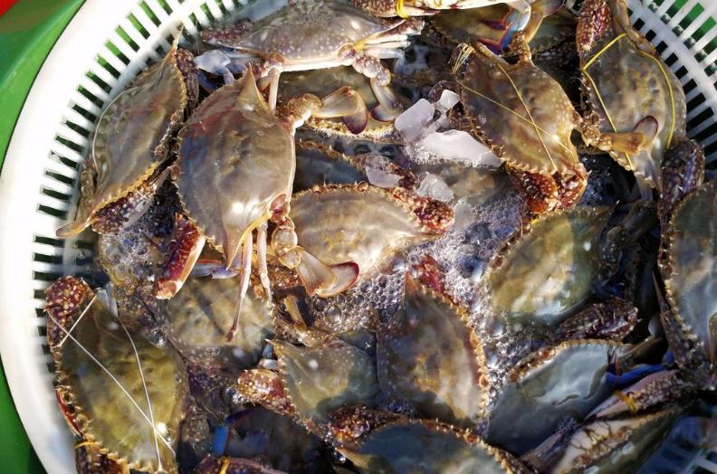 青岛老渔民教你如何挑肥螃蟹,买螃蟹的方法和技巧