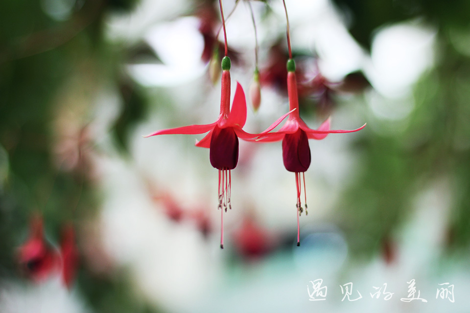 百万葵园有多坑,百万葵园免门票