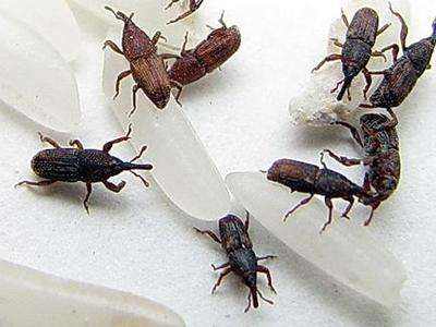 买回家的大米有虫子怎么办,买回来的大米有小虫子