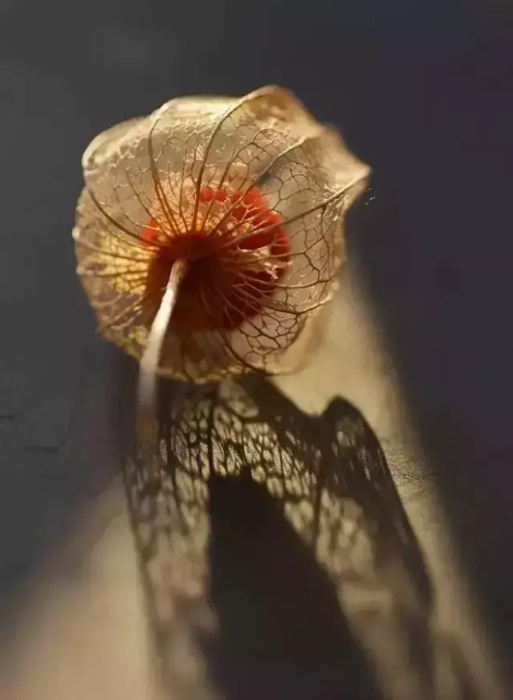 念你如昔美文,想你依旧念你如初美文