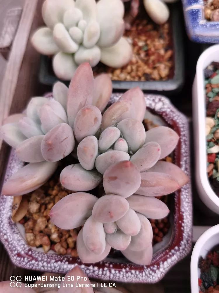 冬日如何更好地养多肉,冬天可以户外养护的多肉