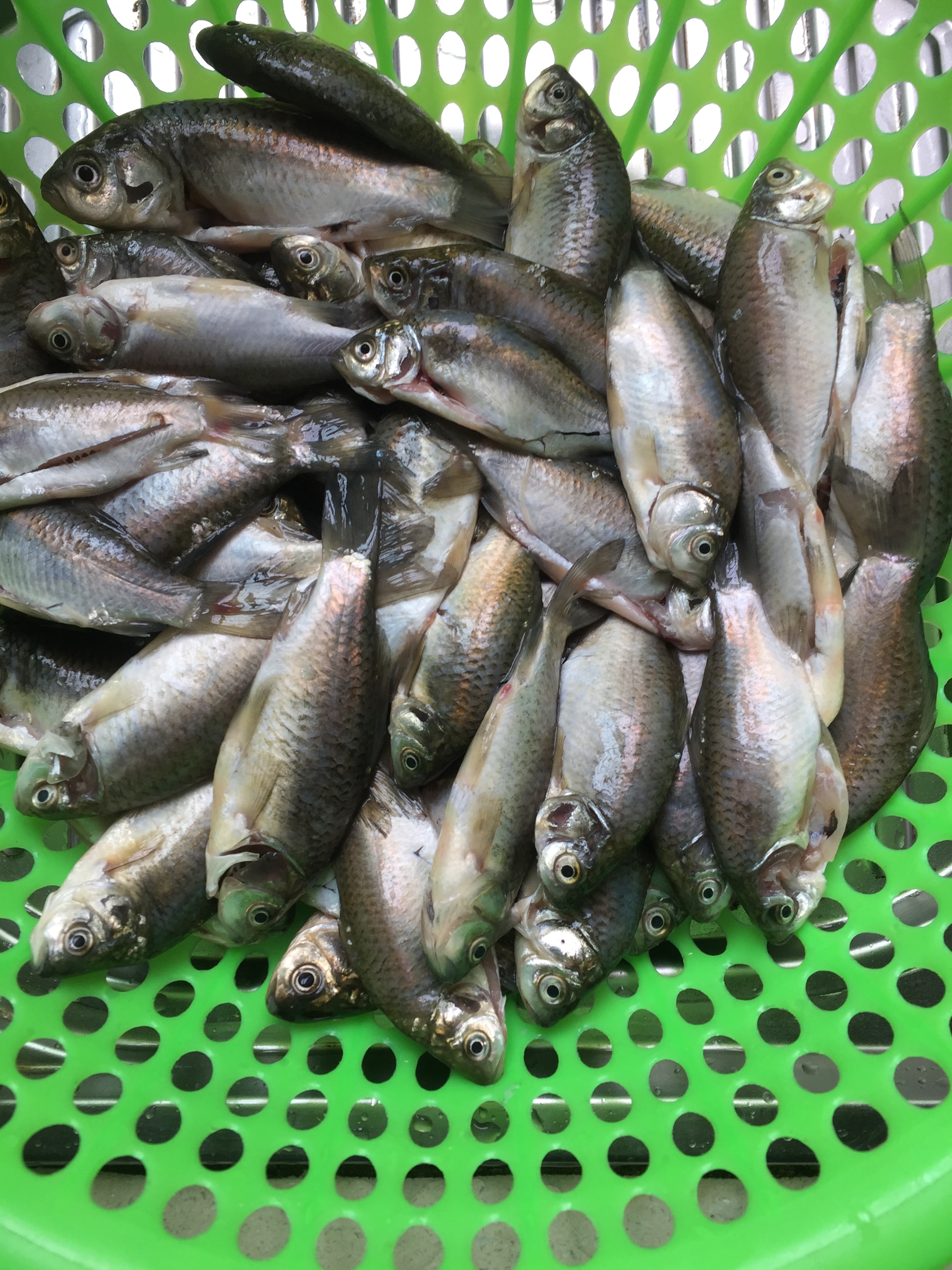 鱼汤面的家常做法儿童,鱼汤面的做法和功效