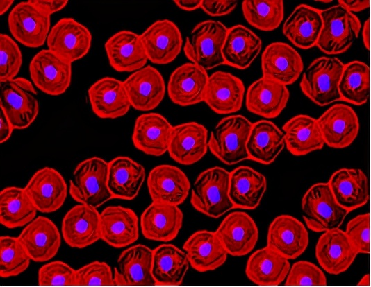 nature重磅揭秘人类抗击糖尿病历史,nature十大科学进展