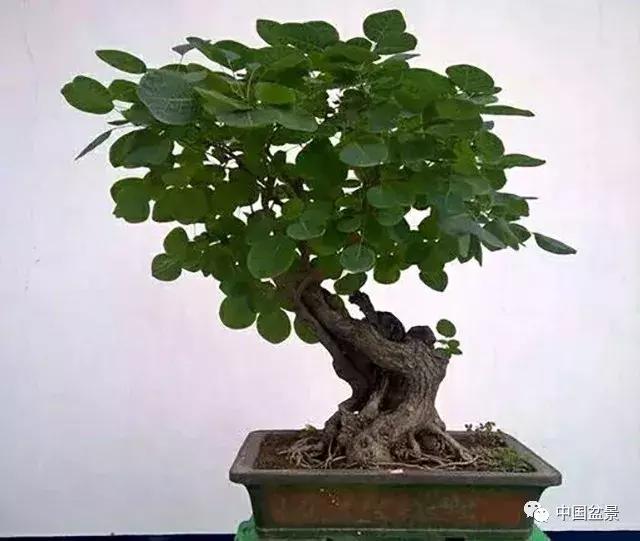 盆景植物最好养的,好养易活的盆景植物有哪些