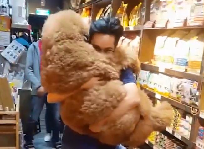 巨型犬抱女主人原视频后续,巨型贵宾犬太粘人天天要抱