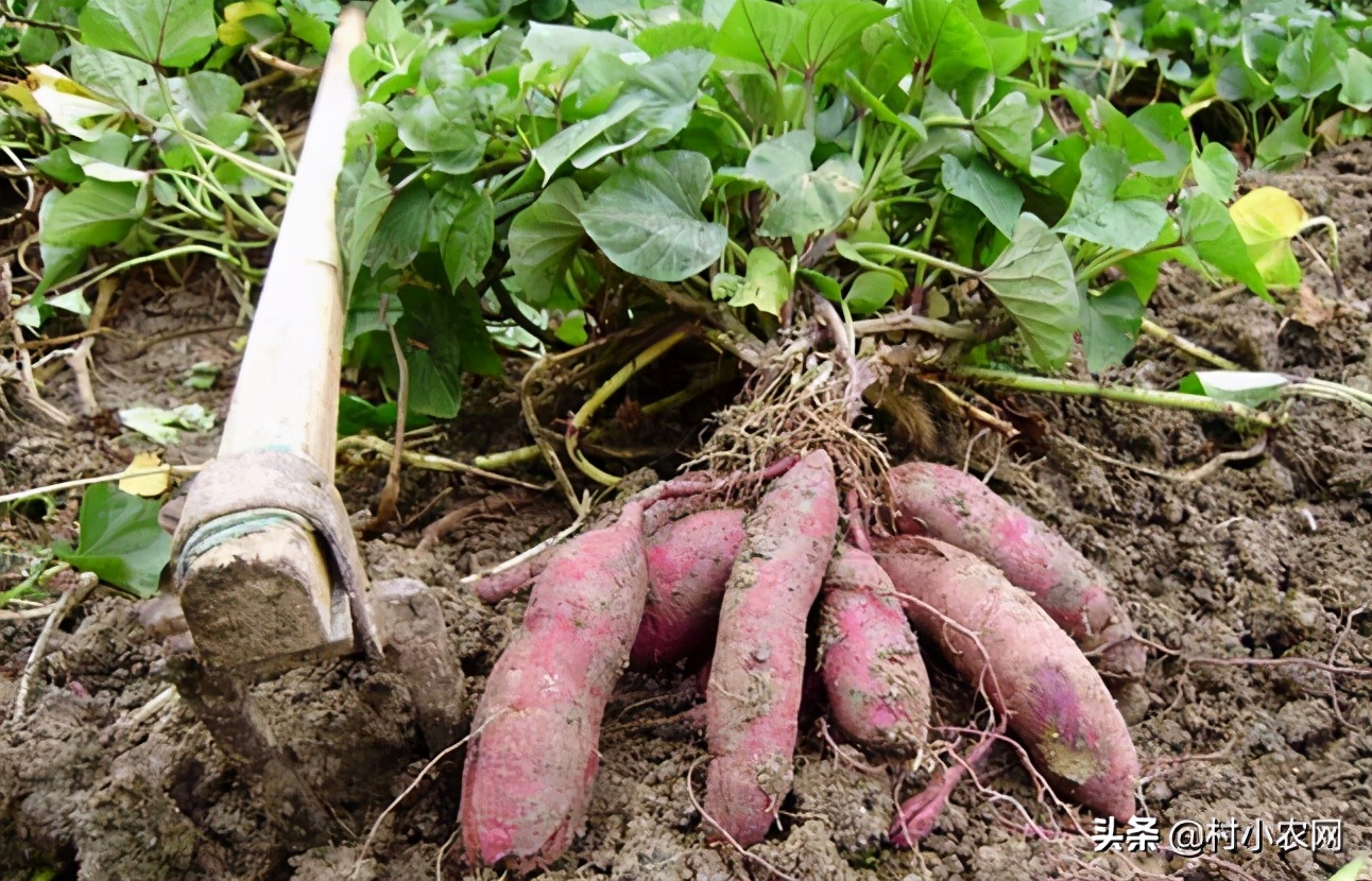 2021农村创业养殖有什么好项目,2020年农村种养殖创业项目