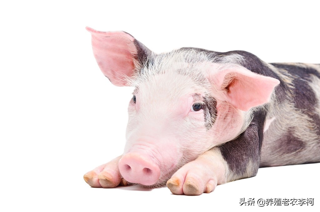 母猪屡配不孕的原因及解决方案,母猪久配不孕解决方法