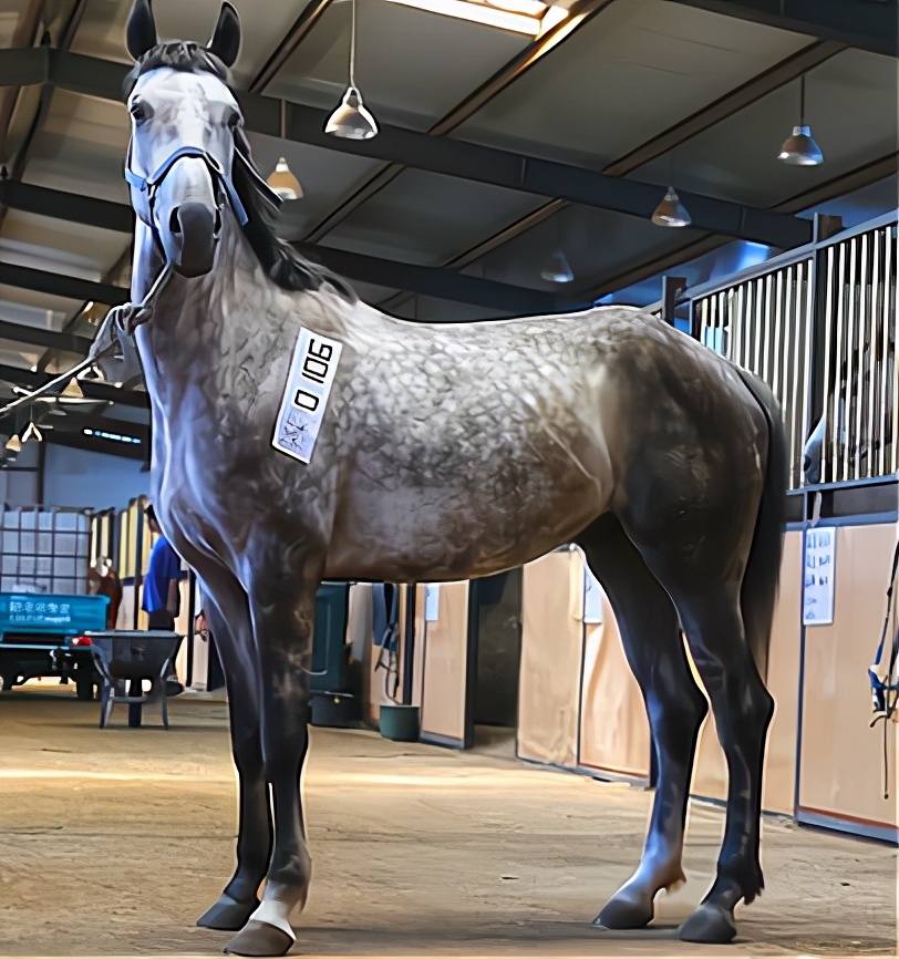 日本二战时候哪来的那么多军马,二战时期日本最强精锐