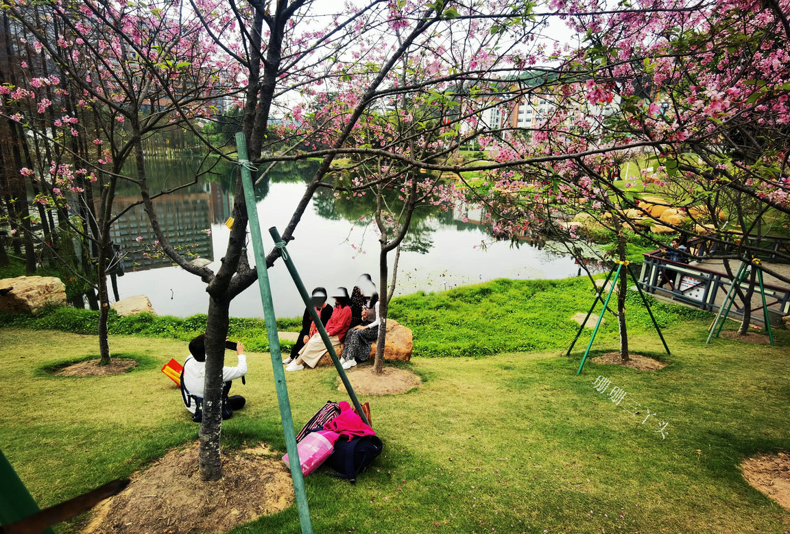 樱花开了公园里弥漫着花香,樱花开了姹紫嫣红