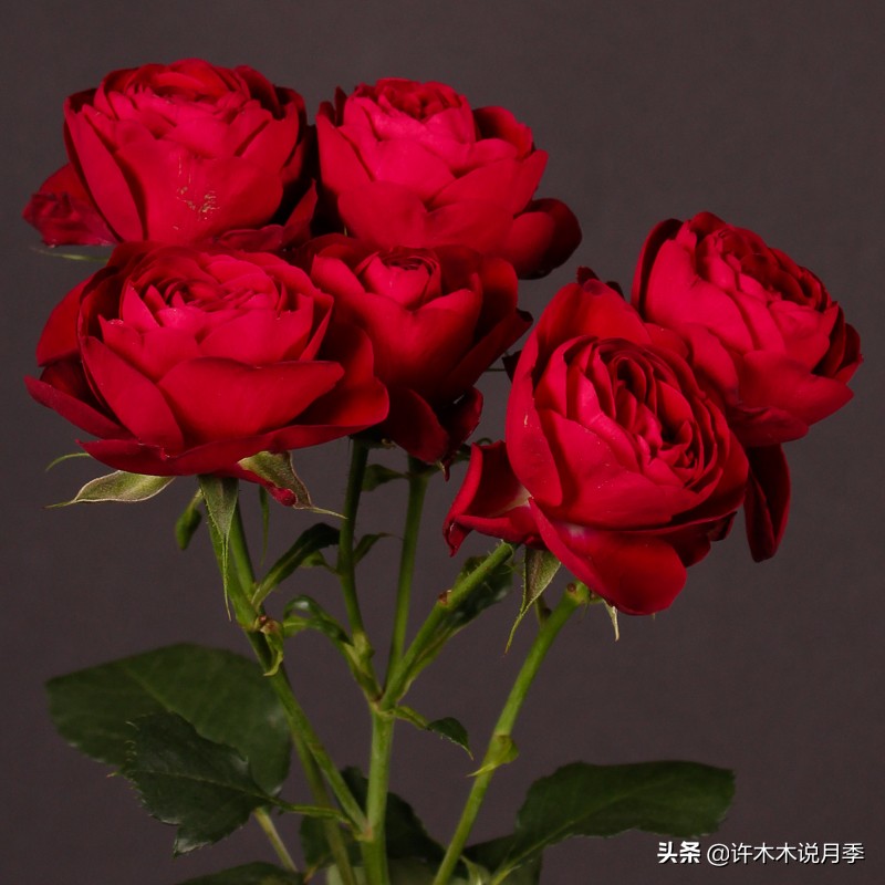 月季芽点都枯了月季还能活吗,月季枯萎了还能救活吗