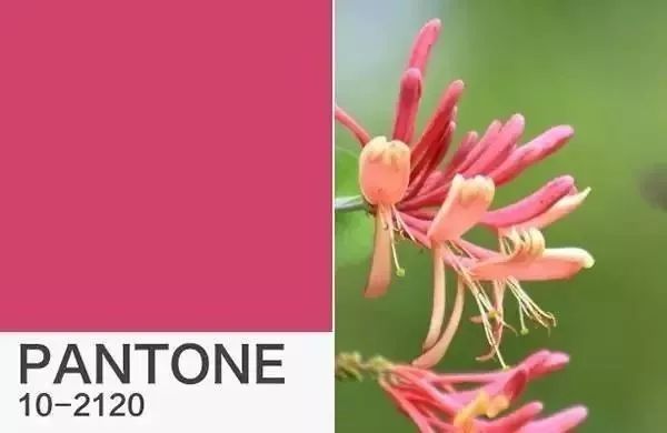 pantone潘通色号,pantone潘通发布2016年度流行色