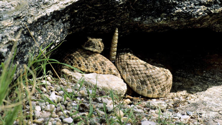 为什么蛇可以很久不进食,蛇为什么生命力这么强