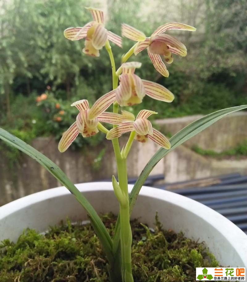 兰花7月份管理,进入5月底兰花的正确养护方法