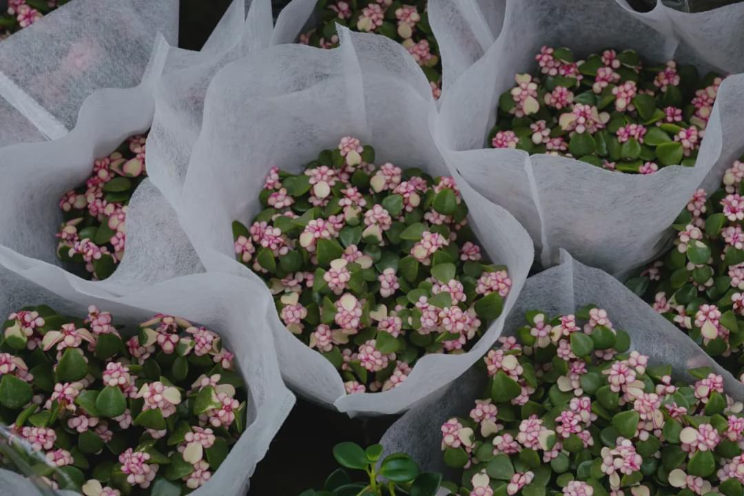 乌鲁木齐附近最便宜的花市,乌鲁木齐市花街在哪里