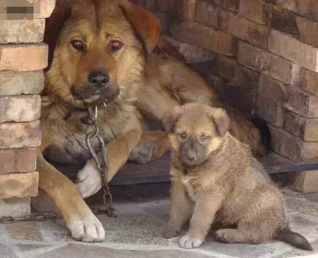 家狗藏獒,家狗柴犬
