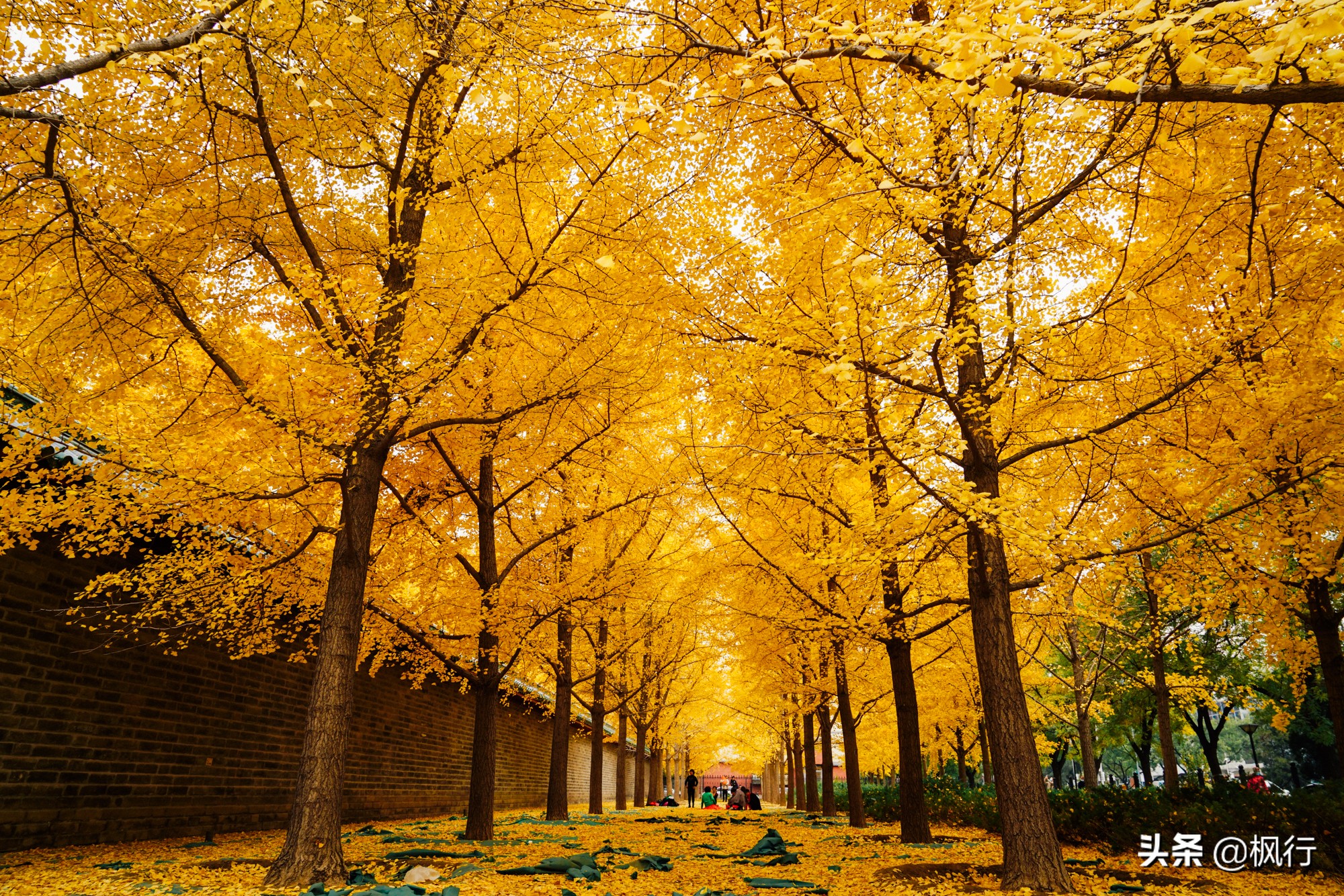 北京18个看银杏的好地方在哪,北京八大处看银杏攻略