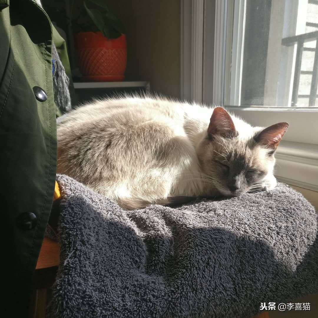 猫咪过冬湿粮怎么办,猫咪过冬空调开多少度