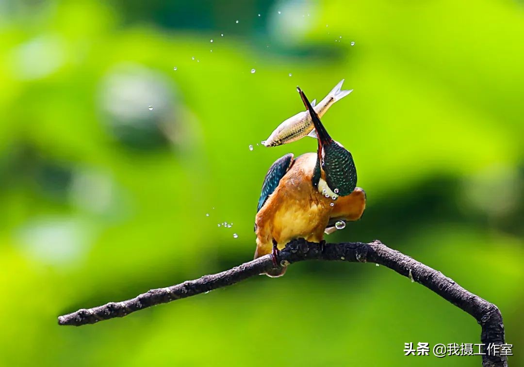 第16届国际摄影艺术展获奖作品,第29届全国摄影艺术展览作品集