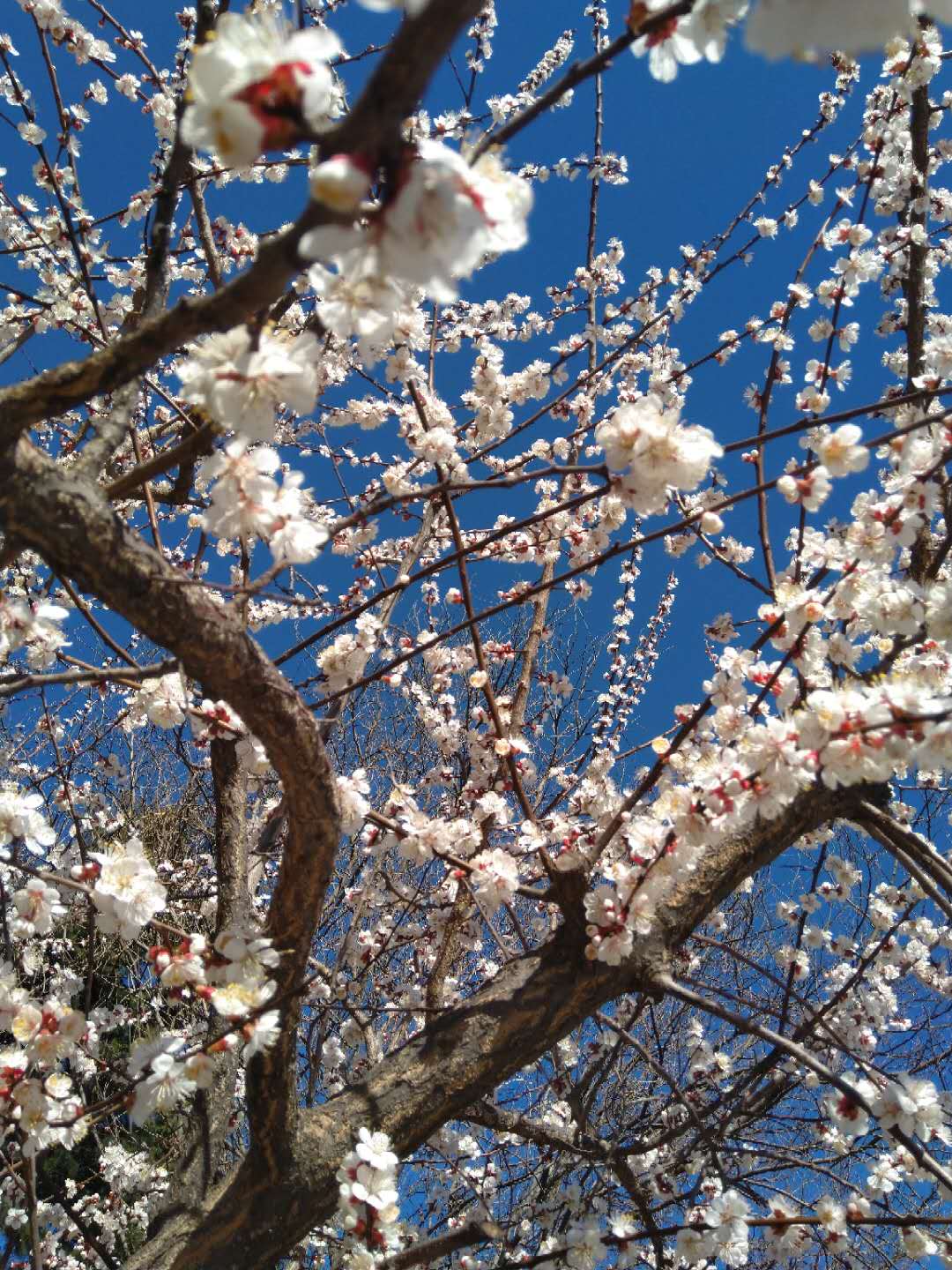 如何利用喜马拉雅赚钱教程,教你玩转喜马拉雅fm