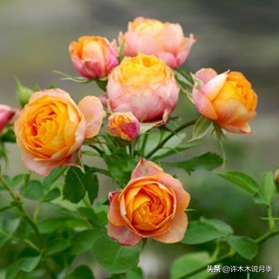 月季烂根的补救办法,月季烂根是什么原因