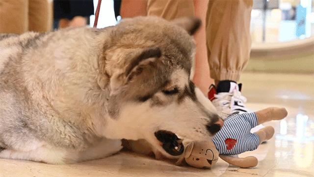 保利MALL 阿派领养日！有只萌宠在call你…