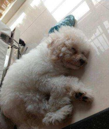 比熊犬总是眼屎多,比熊犬眼泪眼屎多滴什么眼药水