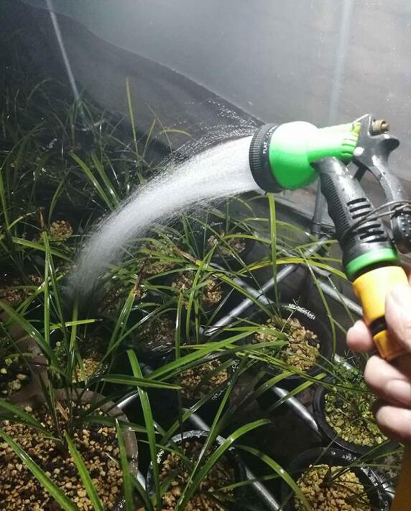 自来水能否浇兰花,自来水能浇君子兰吗