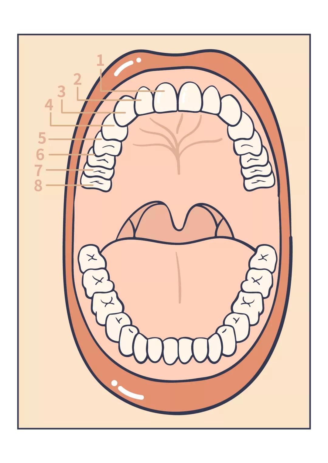 智齿拖着不拔的人有的截骨了,如果有炎症的智齿断根不拔能行吗