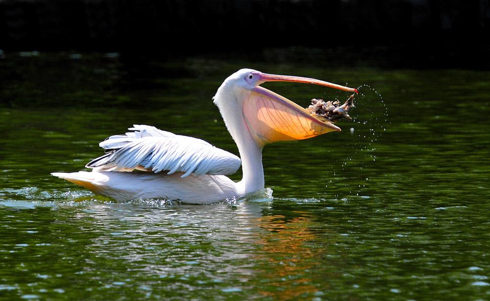 笠翁对韵中的精美词句,笠翁对韵的国学心得