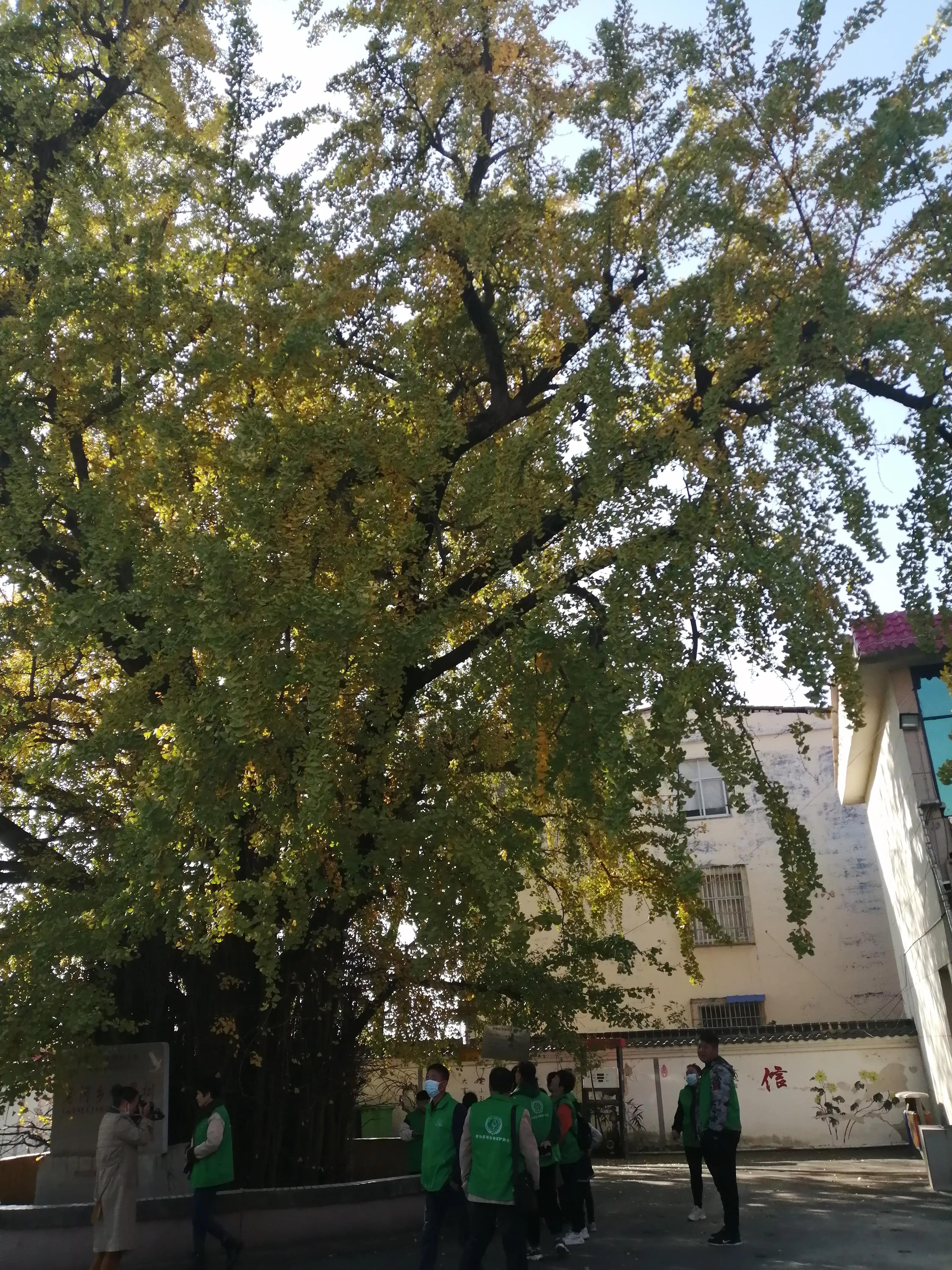 驻马店志愿者行动,驻马店古树保护志愿