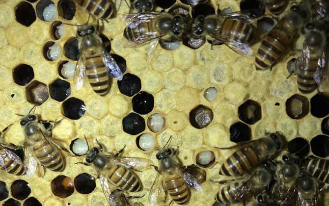 中蜂白头蛹怎么防治有效,中蜂中囊病与白头蛹区别