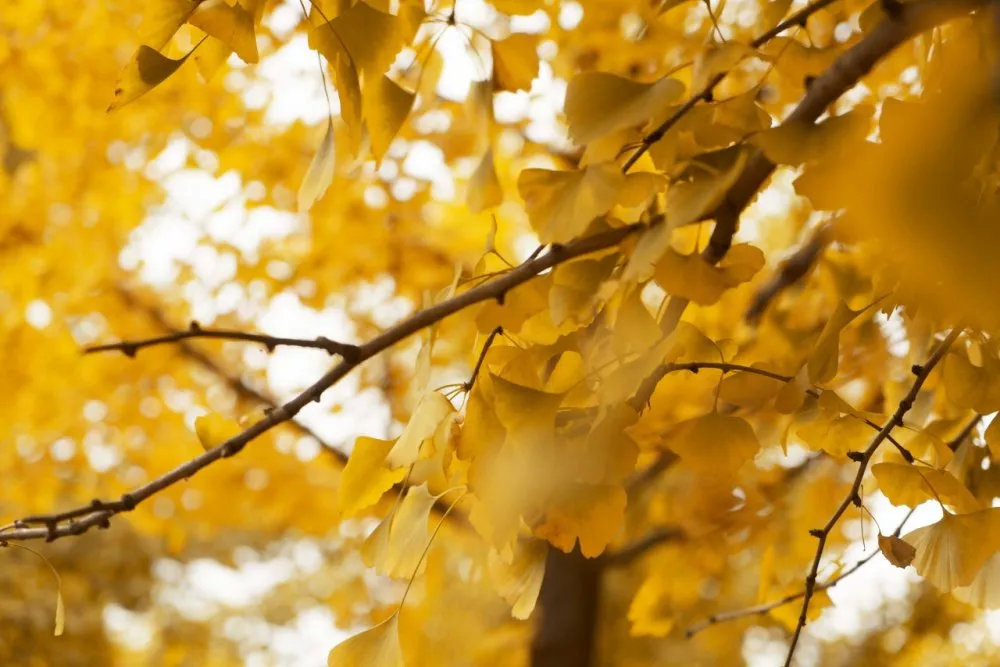 银杏叶美景推荐,银杏公园秋色的美景