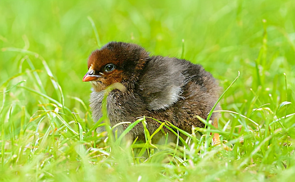 养好鸡技术视频,鸡养殖小知识及技巧