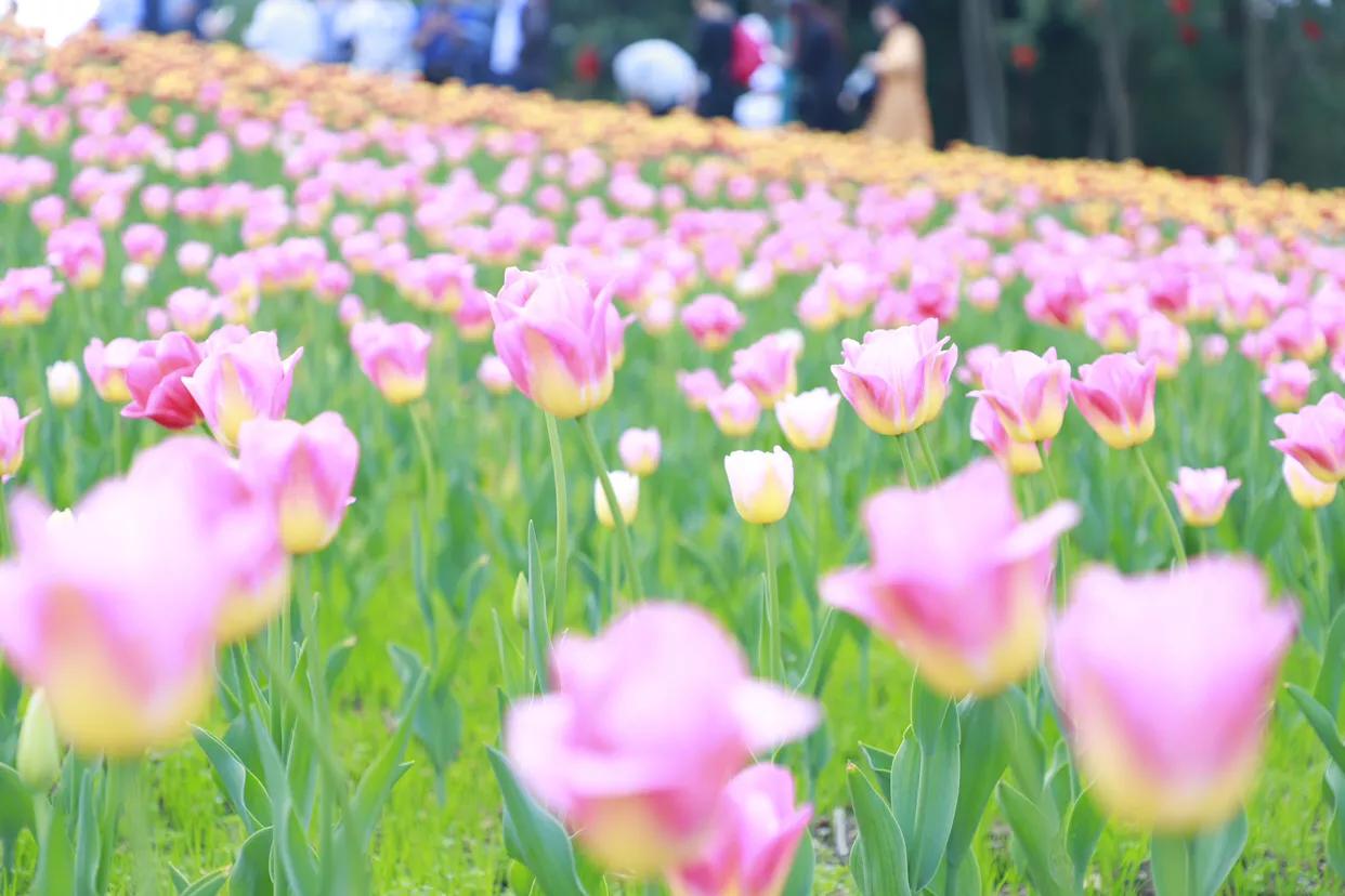 粉色郁金香花语搭配粉色玫瑰,郁金香的花貌和郁金香的花语