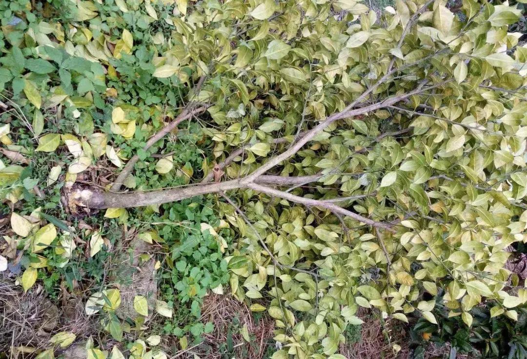 柑橘树的土壤里的虫用什么药,柑橘生长过程中主要有哪些病虫害