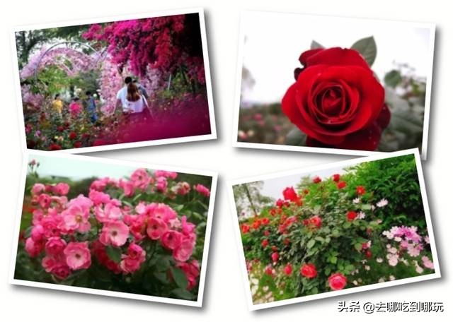 38抢从化宝趣玫瑰世界1大1小票赏春赏花赏美景不负*光春**不负卿