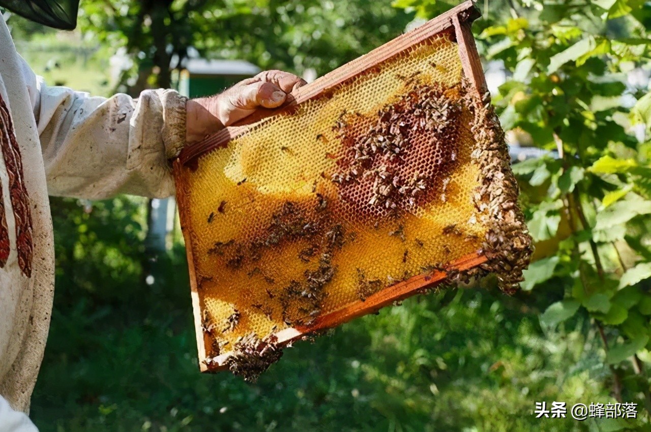 蜜源充足蜜蜂不出勤,新蜂王不产卵蜂脾全上蜜了